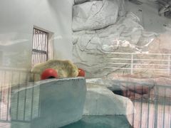 -海合安成都极地海洋公园