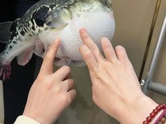-鲐赏河豚(长寿店)