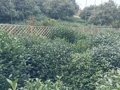 -树山生态村