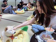 -逗柴咖啡屋·狗咖猫咖宠物桌游