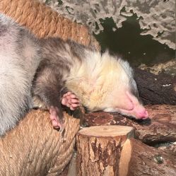 -Zoolung Zoolung动物主题公园(海信广场店)