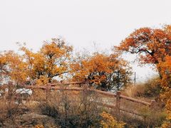-香山公园