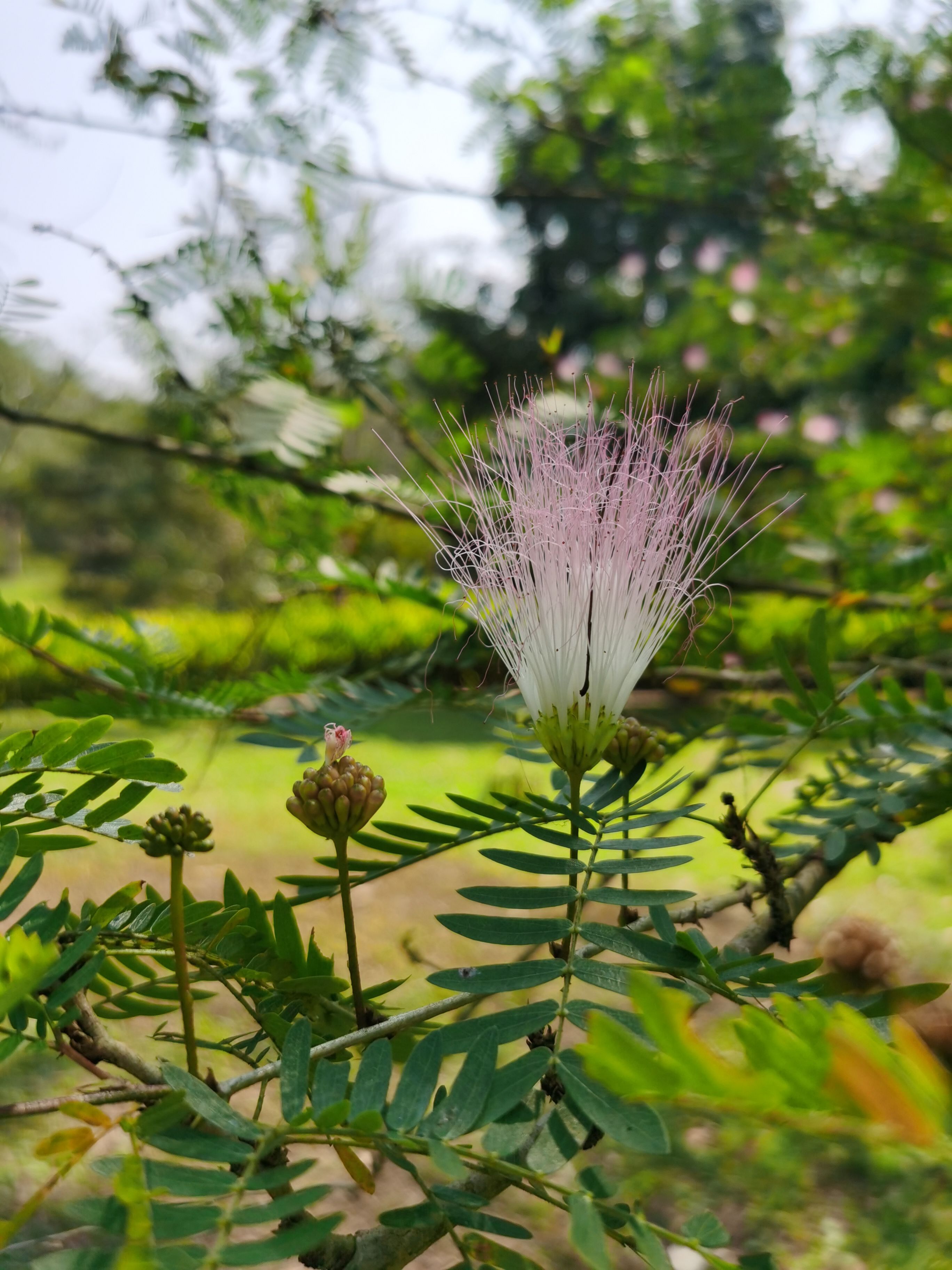 暗香浮动:热带花卉的生死盛宴