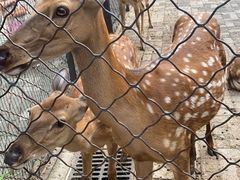 -长白岛森林公园