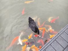 -森波拉奇妙世界