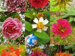 -中国科学院华南植物园