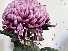 -杭州植物园