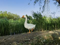 -永定河休闲森林公园