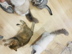 -有喵·猫咖·狗咖·30几只猫10只小狗(岗厦店)