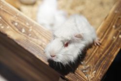 -酷嗒动物文化乐园(cutezoo西溪乐天城店)