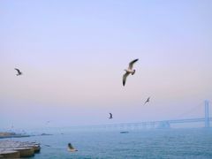 -星海湾跨海大桥