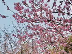 -武汉大学图书馆·文理学部总馆