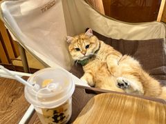 -天井·丑面包搭咖啡