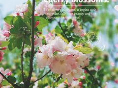 -海棠花溪(元大都城垣遗址公园)