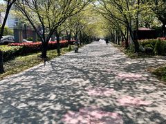 -高东镇樱花园
