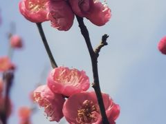 -洋湖国家湿地公园