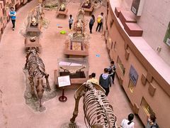 -陕西自然博物馆