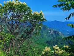 -大岭沟猕猴桃谷风景区