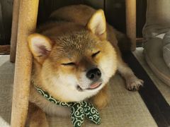 -逗柴咖啡屋·狗咖猫咖宠物桌游