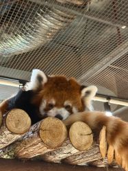 -Zoolung Zoolung动物主题公园(海信广场店)