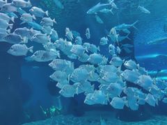 -北戴河圣蓝海洋公园