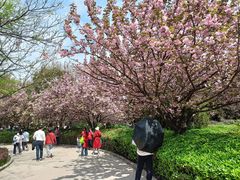 -西安青龙寺遗址景区