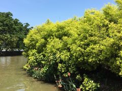 -大湾区中央湿地公园