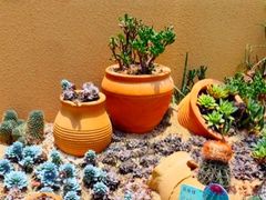 -正佳雨林生态植物园