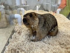 -怪兽屋·羊驼·猫咖·狗咖(俊华广场店)