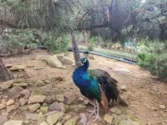 -西霞口神雕山野生动物世界