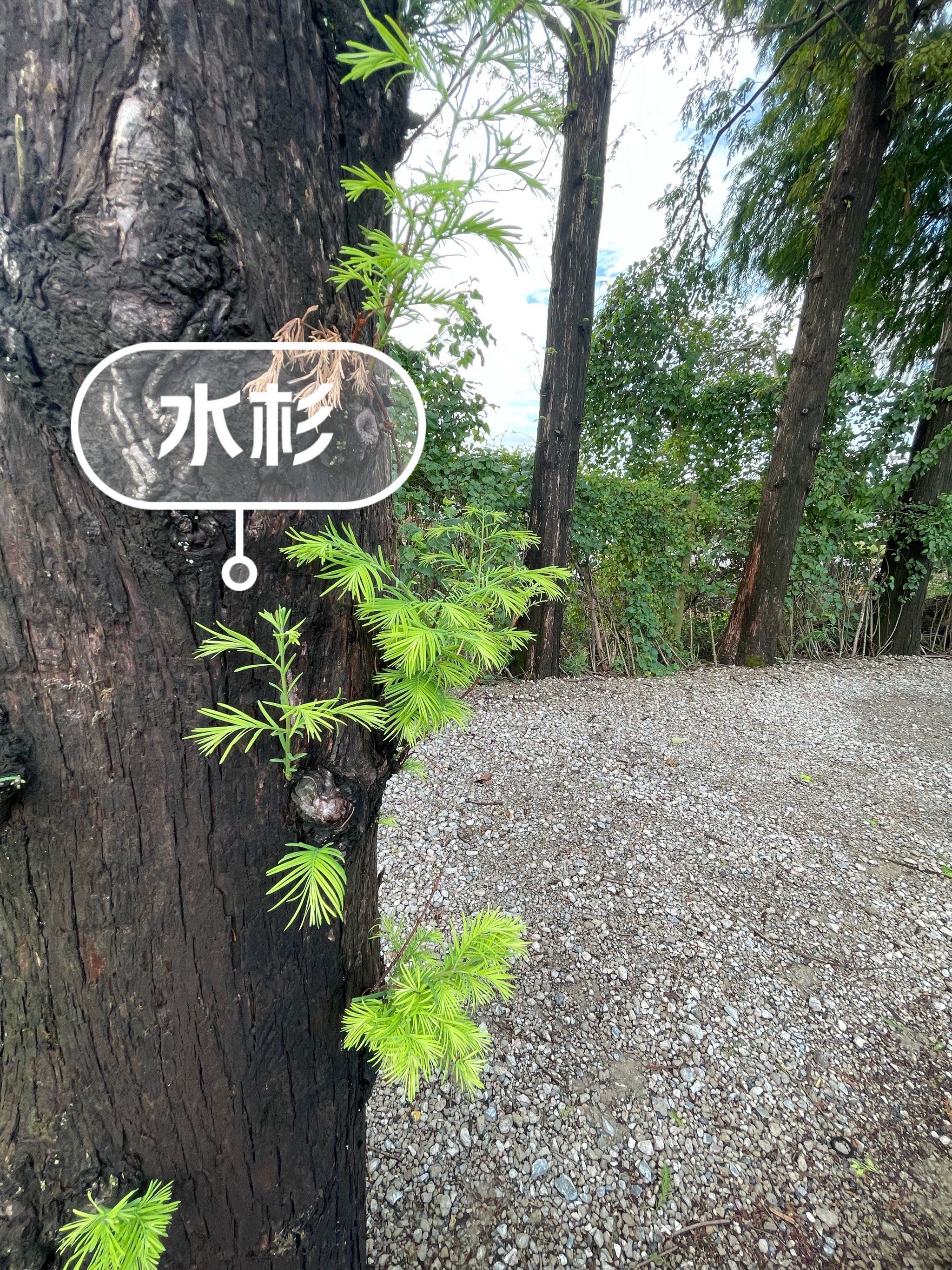 每天认识一种植物🌵～水杉