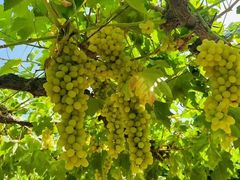 -马陆小张葡萄园农家乐