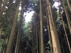 -武陵山森林公园