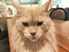 -猫小院猫主题餐厅(三里屯店)
