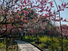 -南汇桃花村