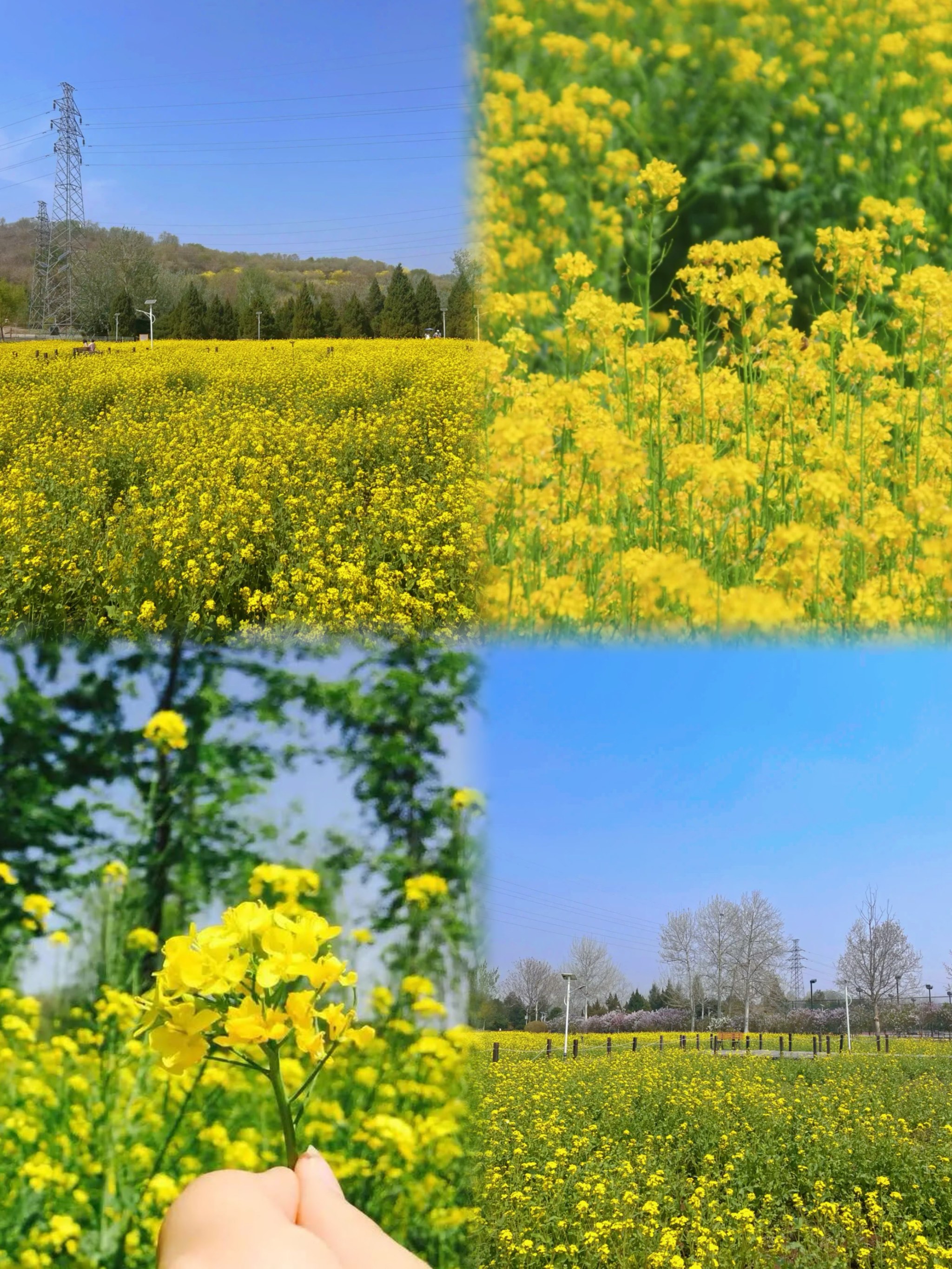 北京周边油菜花图片