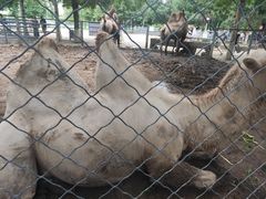 -长白岛森林公园