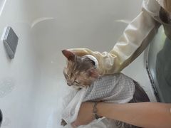 -爱洗澡的猫(望京店)