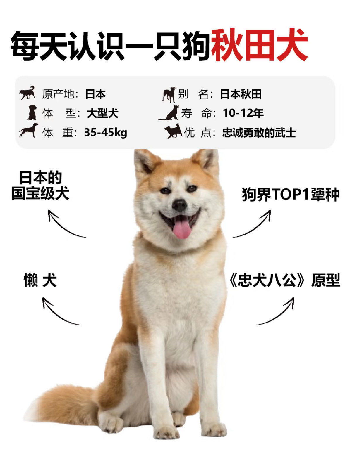 每天认识一只狗