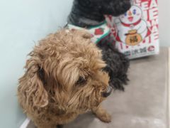 -宠福鑫康馨动物医院·骨科·眼科