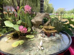 -滕州微山湖红荷湿地景区