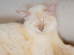-Cappucimeow猫咪咖啡馆(韦伯时代店)