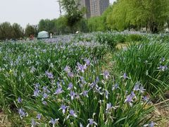 -长白岛森林公园