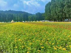 -紫海香堤香草艺术庄园