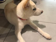 -柴务处·柴犬主题狗咖