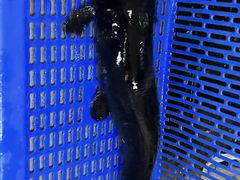 -抚仙湖野生菌石锅鱼(腾冲总店)