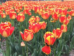 -大宁郁金香公园-停车场