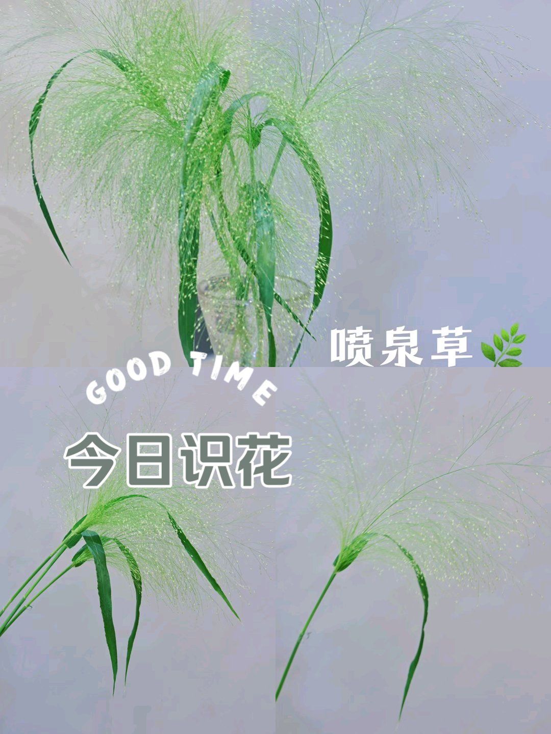 今日识花 喷泉草