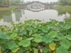 -西海子公园