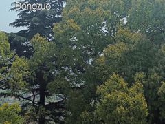 -上海佘山国家森林公园西佘山园